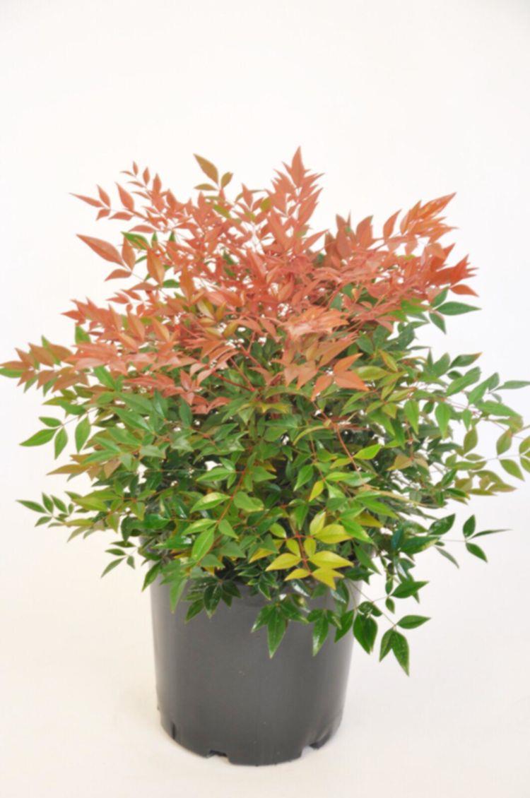 Cennet Bambusu – Nandina domestica Fire Power