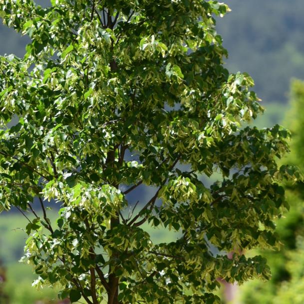 Ihlamur Ağacı – Tilia tomentosa