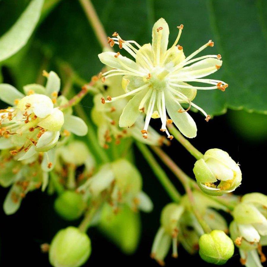 Ihlamur Ağacı – Tilia tomentosa