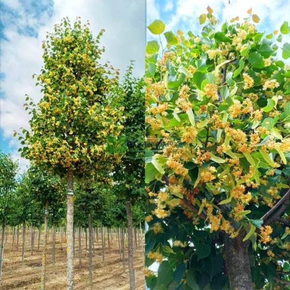 Ihlamur Ağacı – Tilia tomentosa