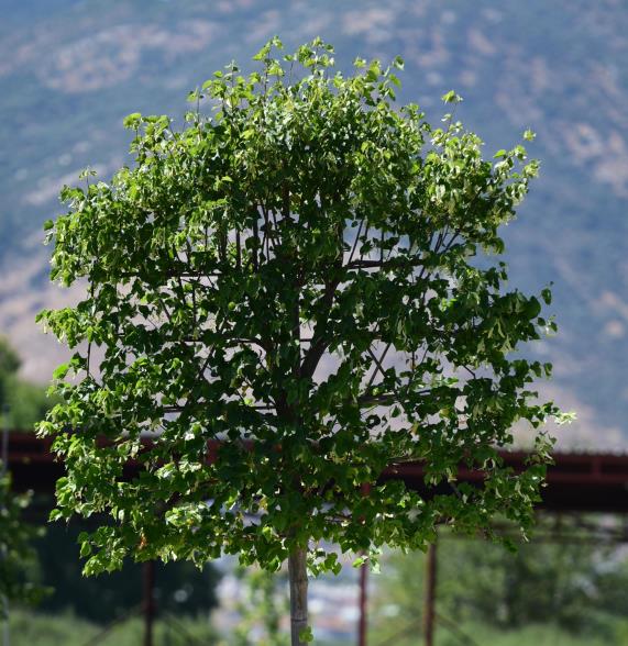 Totem Ihlamur – Tilia Cordata