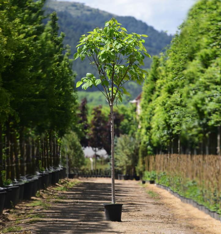 Katalpa Ağacı – Catalpa bignonioides