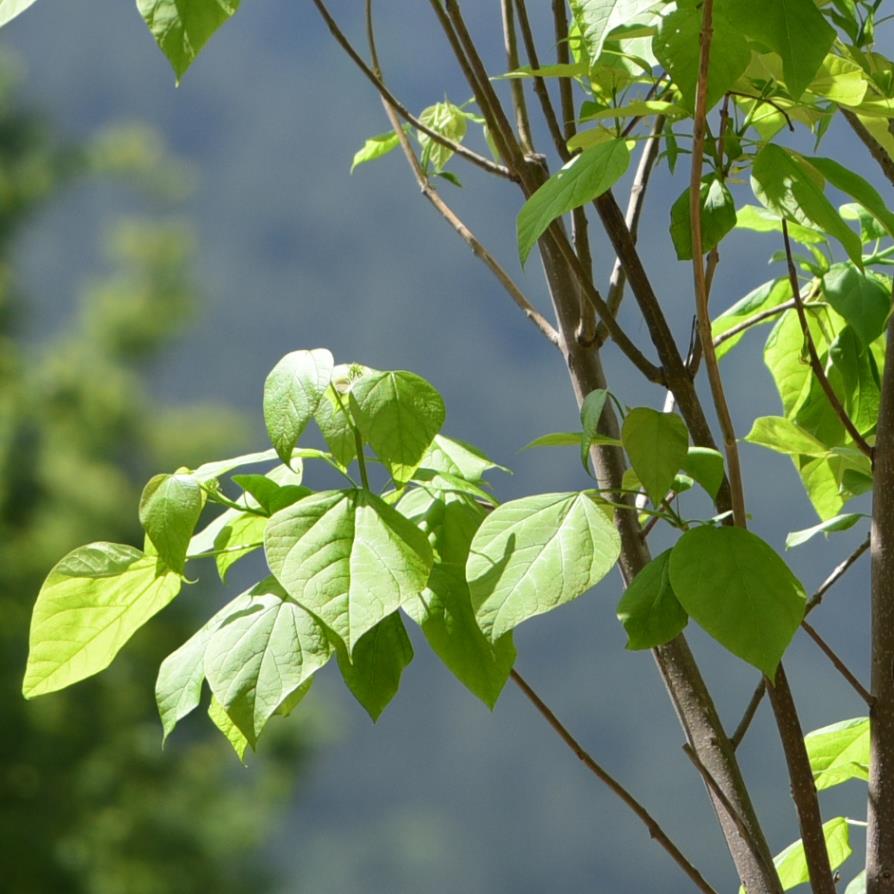 Katalpa Ağacı – Catalpa bignonioides