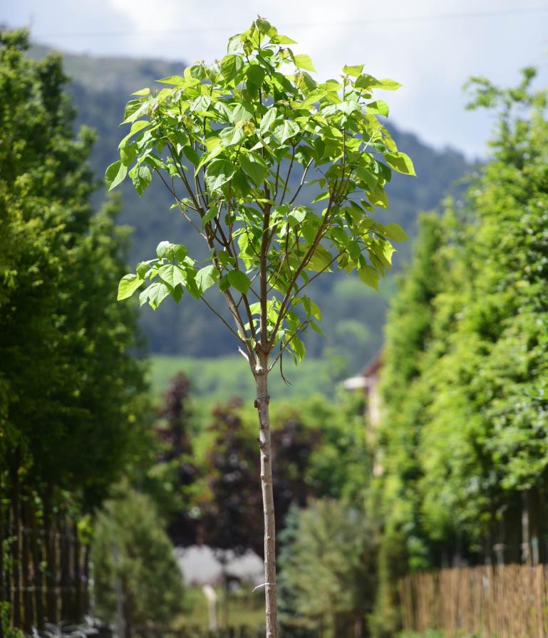 Katalpa Ağacı – Catalpa bignonioides