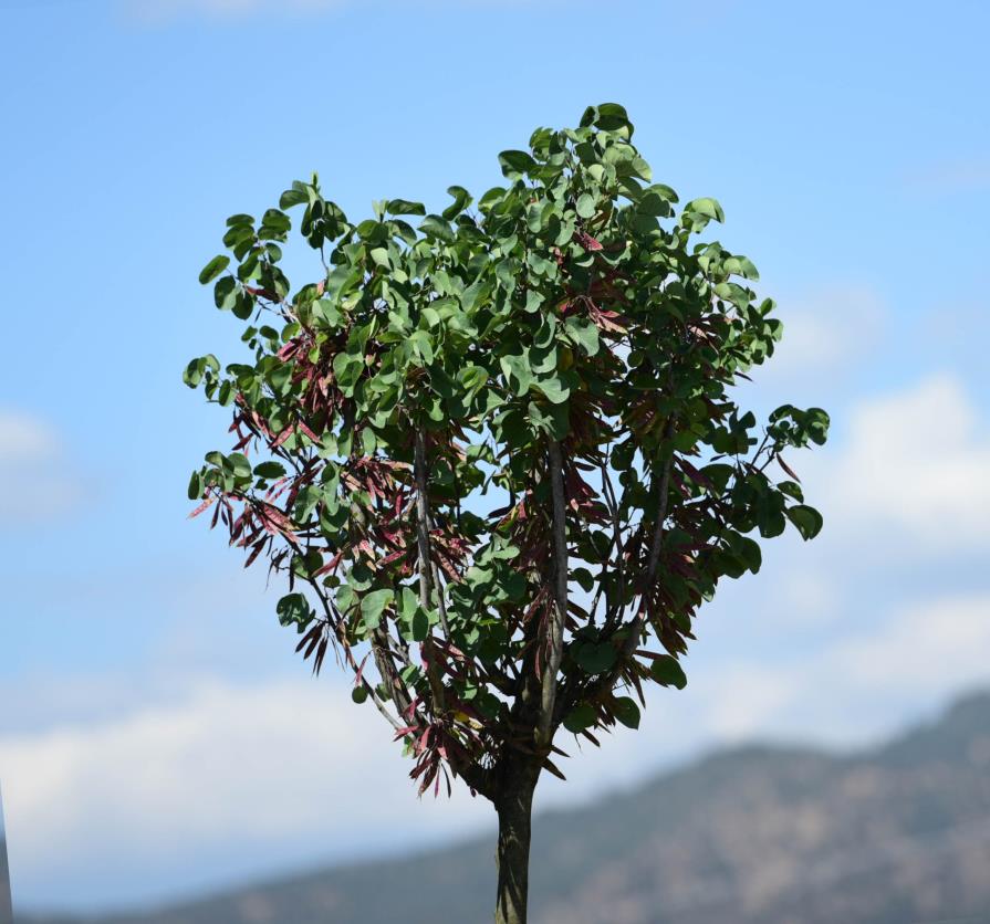 Erguvan Ağacı – Cercis siliquastrum