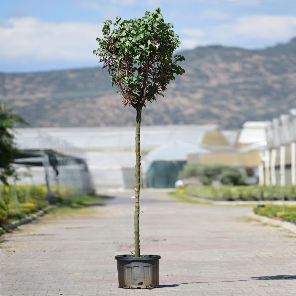 Erguvan Ağacı – Cercis siliquastrum