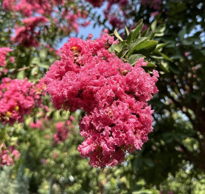 Oya Ağacı – Lagerstromia indica