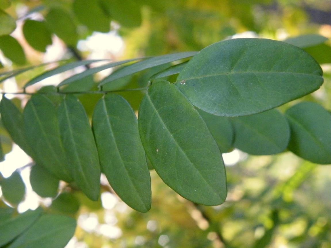 Ters Sofora - Sophora japonica Pendula