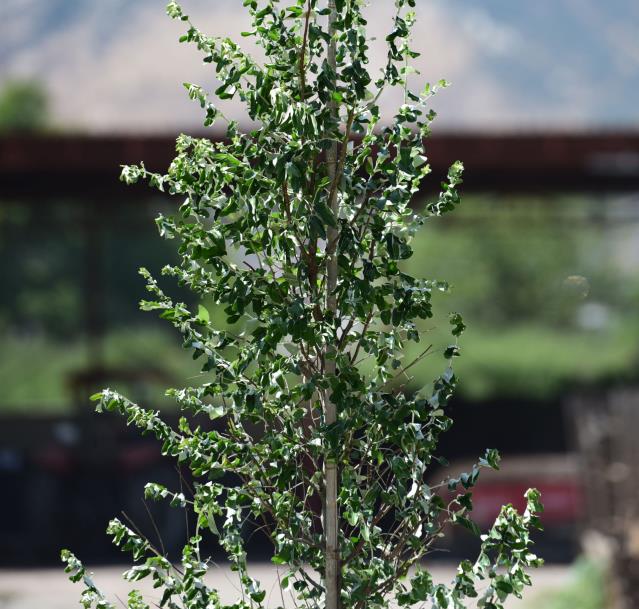 Süs iğdesi - Elaeagnus angustifolia